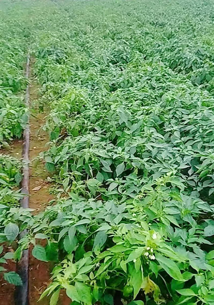 使用案例